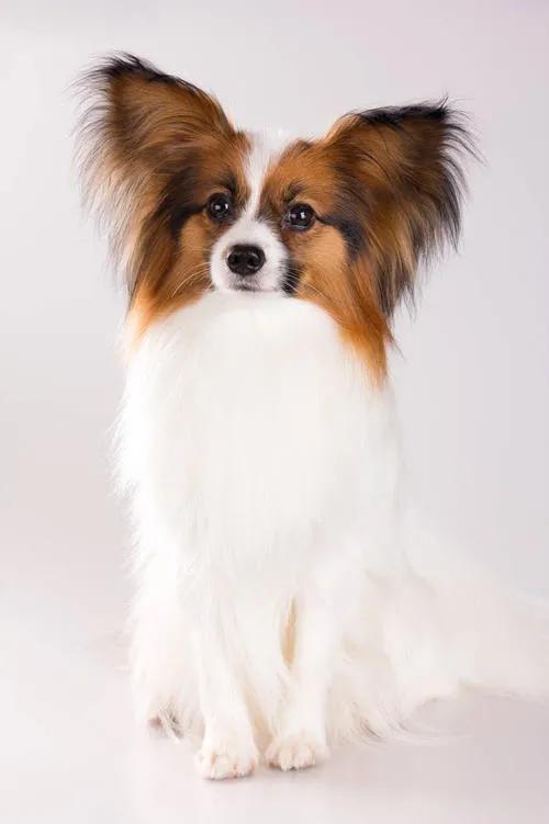 短毛蝴蝶犬图片:100块买的小狗，老板也不知道是什么狗，有谁知道？值不值？