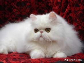 异瞳波斯猫多少钱:成吉思汗电视剧里花剌子模太后的那只异瞳波斯猫？