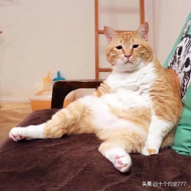 猫咪吃什么天然猫粮好:猫咪到新家除了猫粮还适合吃什么？