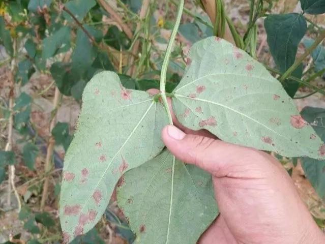 豆角煤霉病的发病原因是什么怎么防治