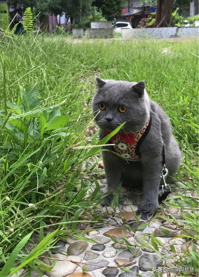 折耳猫的正确养法，为什么许多人说折耳猫不好养