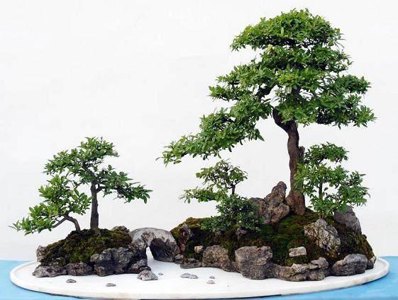 魔南景天夏季落叶怎么办:夏季盆景适合室外养护还是室内养护？