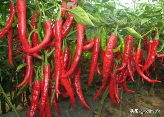 衢州枝群油脂有限公司:怎样种植花椒？应该注意什么？