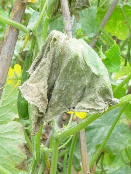 头条问答 - 如何识别和防治黄瓜疫病(黄瓜瘟病,死藤)?(8个回答)