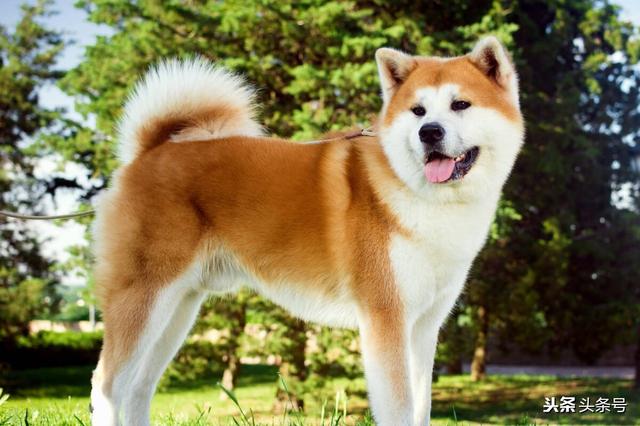 美国秋田犬性格及外型特征:母秋田犬来例假会不会造成性格反常？会这样吗？该怎么办？ 秋田犬属于牧羊犬系列吗