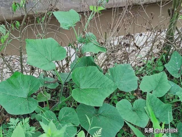 秋田蕗种植技术:水稻栽培高产技术在哪几个环节？