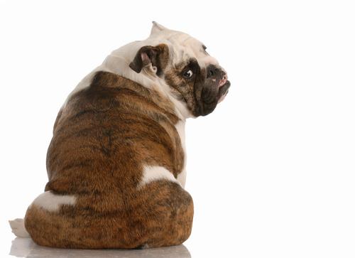 犬钩虫病图片科手机版:如何判断柯基有没有寄生虫呢？