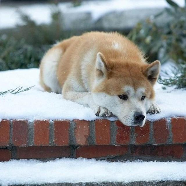 导盲犬珍妮 寄养家:导盲犬珍妮退役后的生活 哪部电影中狗对主人的忠诚感动了你？
