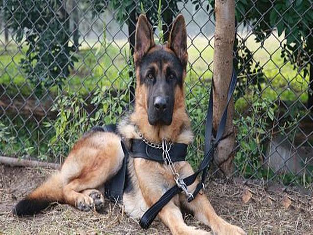 德国大丹犬:世界上最可怕的四种狼犬是哪四种有何依据