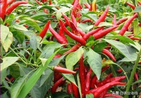 衢州枝群油脂有限公司:怎样种植花椒？应该注意什么？