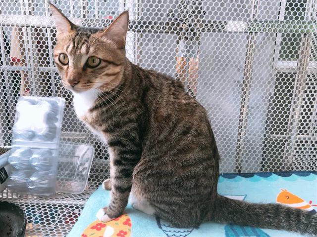 养只猫大概要花费多少钱呢？