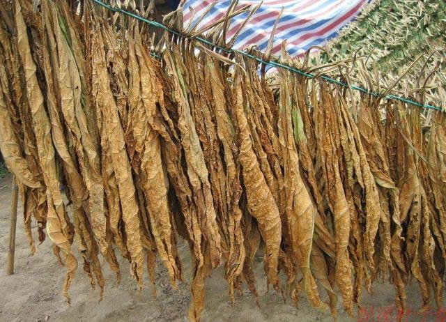 汪小茜:家里的米、面粉、豆子放久了会有小蛀虫，请问有方法可以解决吗？