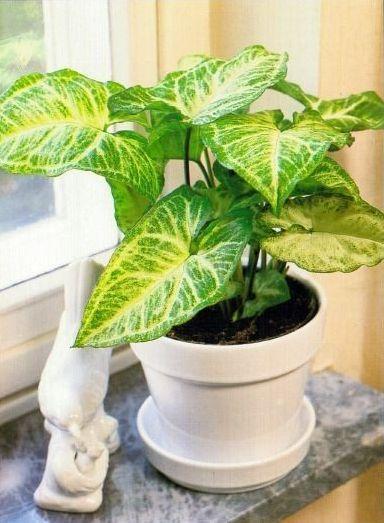 合果芋:合果芋叶片发黄并脱落，是什么原因造成的，有什么好的养护建议？