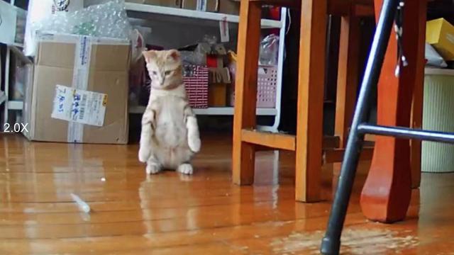 性价比最好的猫粮:我家猫四个月，想换猫粮，推荐一下哪种品牌好？