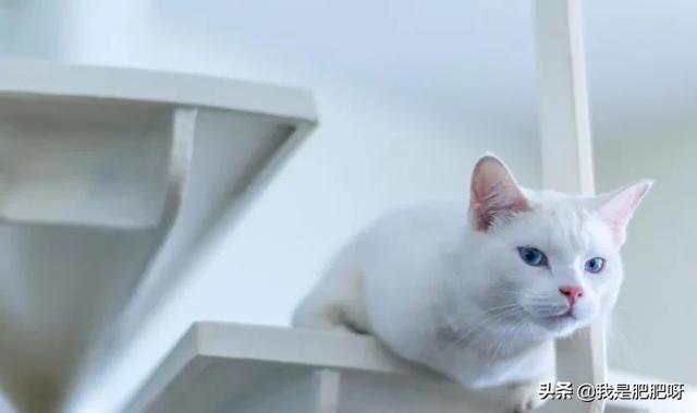 超萌猫咪动态图片:大家来晒一晒你的宠物最萌的照片吧？