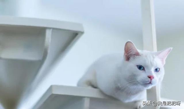 超萌猫咪动态图片:猫咪睡在脸边是什么意思？