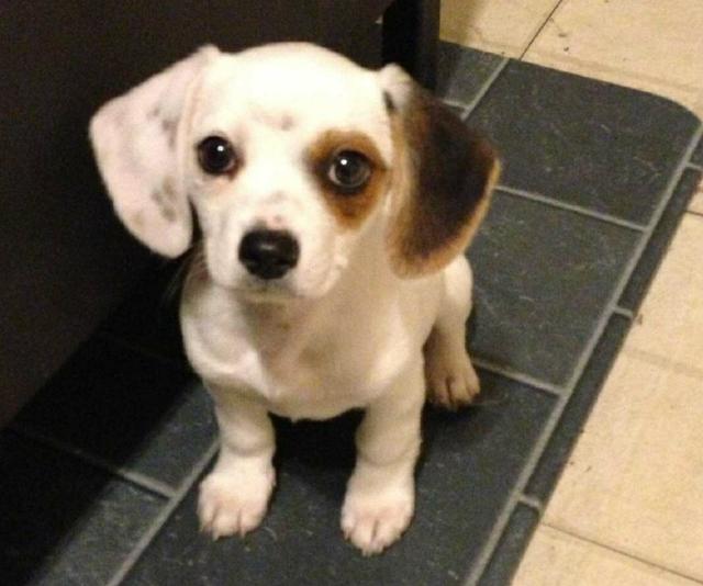 查理士王小猎犬图片小时候:这只小狗是什么品种？品相如何？