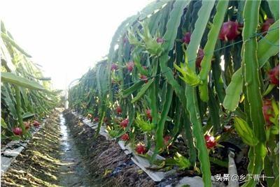 红龙果:红龙果的营养与功效 火龙果是外来的水果品种嘛？