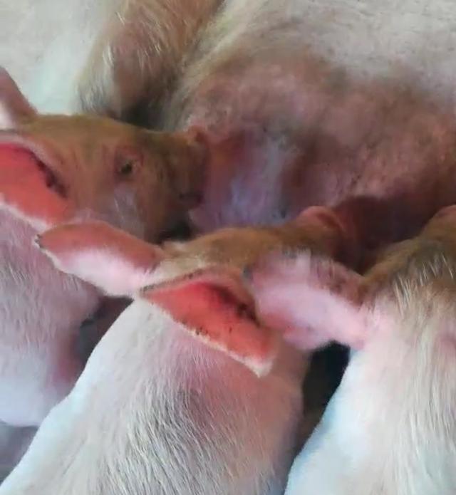母猪空怀会涨奶吗:母猪怀孕的时候如何养？如何给猪补元气？