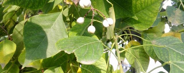 头条问答 - 百解树的功效与作用?(8个回答)