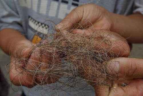神秘生物:神农架的原始森林最深处有什么未知生物存在吗？
