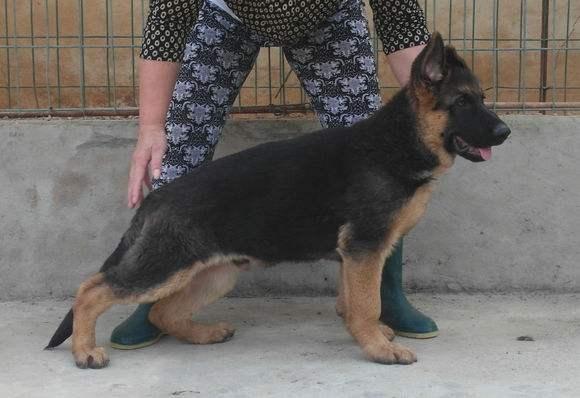 德牧犬能家养吗:为什么说德国牧羊犬最适合家养？