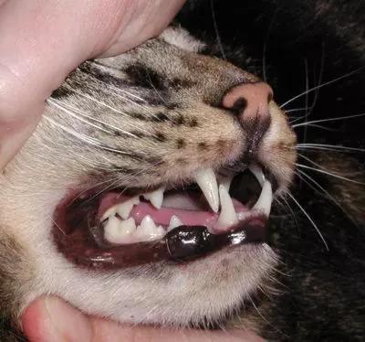 三文鱼边角料做猫饭:猫咪直接喂肉可以吗？需要注意什么？