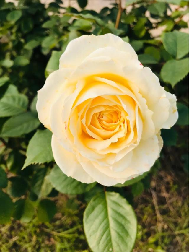 最香的几款月季品种是什么？插图26