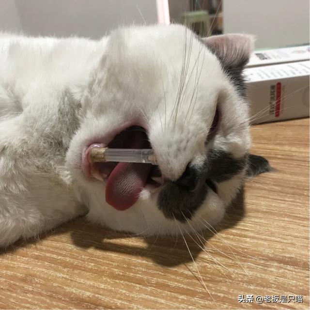 公猫绝育后蛋蛋还是肿:公猫绝育完，多久可以好？