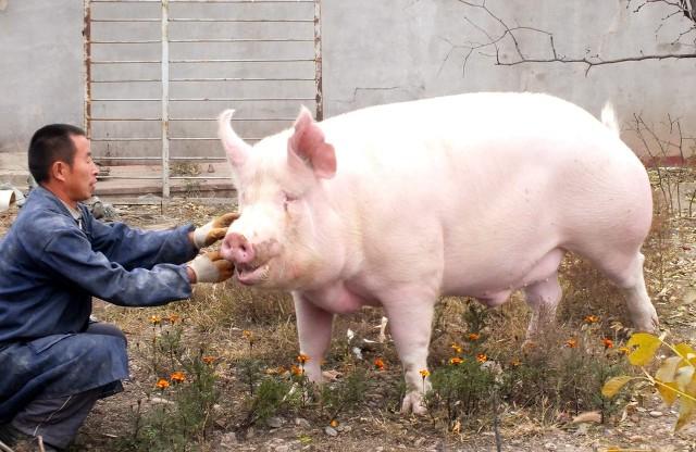 为什么在农村养猪的人越来越多,现在养猪的利润大不大？