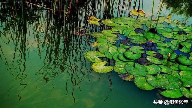 头条问答 水底有草再加铅跑铅钓可以吗 该怎么做 曾经的的回答 0赞