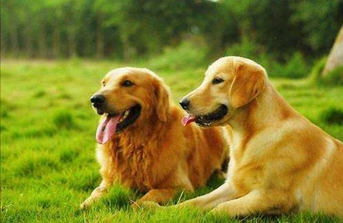 金毛巡回猎犬:这个是土狗还是金毛串狗？