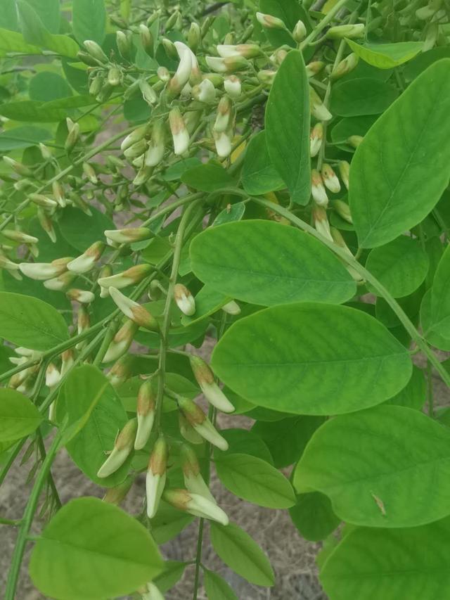 刺槐图片:听说洋槐花只有北方人吃，南方是没槐树吗？