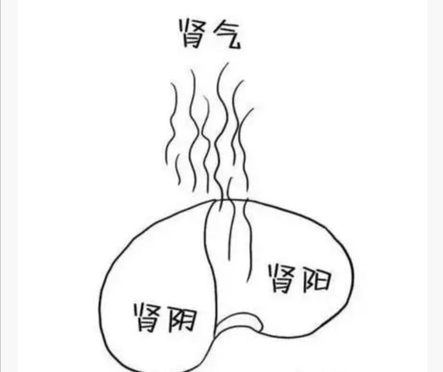 头条问答 - 肾虚是如何导致的?(137个回答)