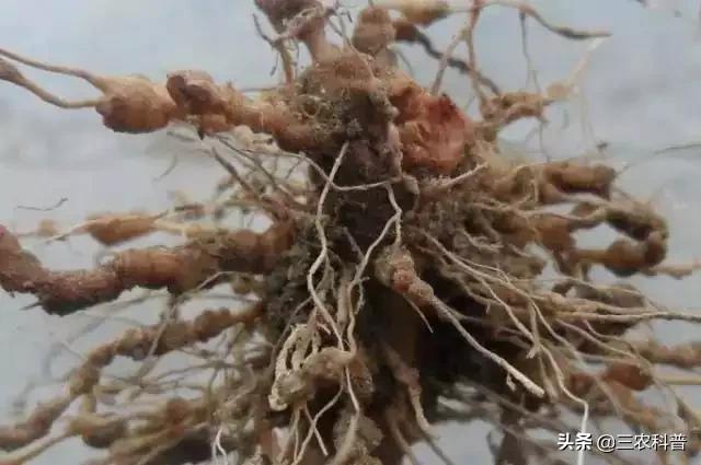 花叶芋根结线虫病:大棚西红柿根结线虫如何治？根结线虫用什么药效果好？