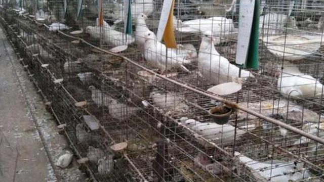 信鸽子养殖:养殖鸽子需要注意些什么？