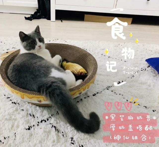 全是猫:养猫后手机里慢慢就全是猫的照片了，这是什么鬼魔法？