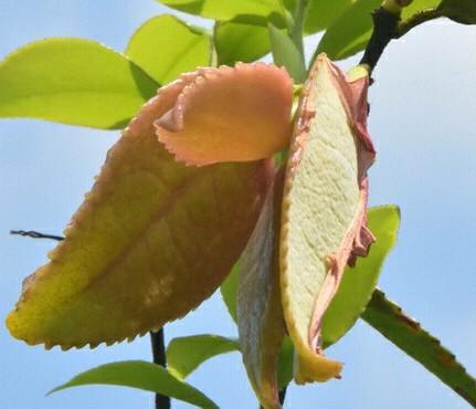 茶晶石的功效与作用,农村茶树上的茶桃有什么用，可以吃吗？