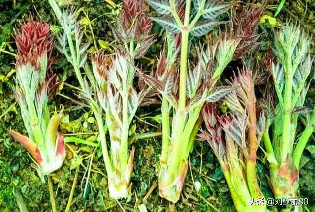 今天去上山弄的野菜,在你们那叫什么名字？