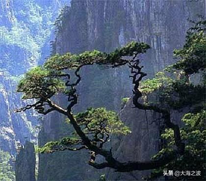 黄山奇松介绍:挂在悬崖峭壁上的黄山十大名松！指的是那十大名松？因什么得名？