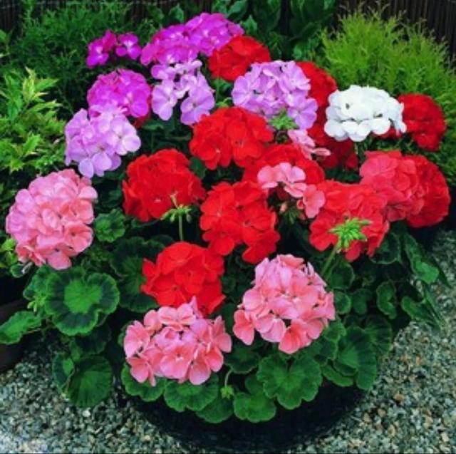 最旺家的六种花草,养花的屋里必须养臭海棠吗？