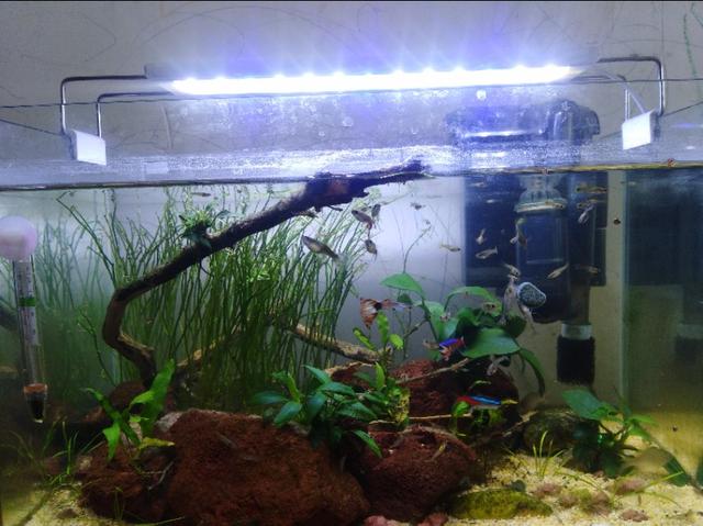 头条问答 40 35 30的缸 养孔雀鱼到底用什么过滤好 什么水草好 小小风哥养鱼造景的回答 0赞