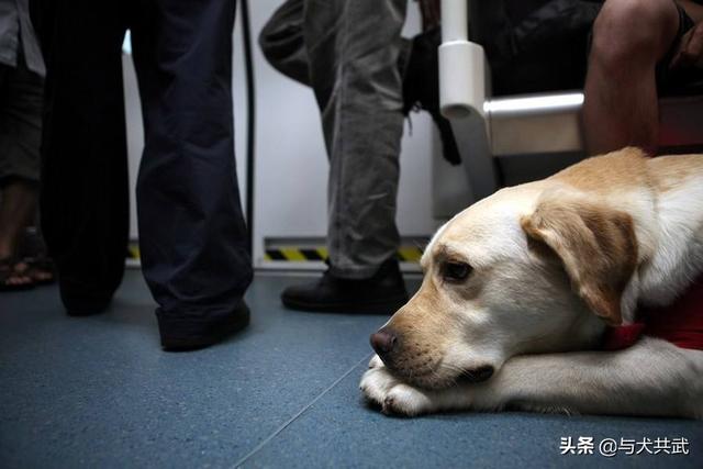 男子带导盲犬乘公交被拒:这几天太原不让导盲犬上公交的事，导盲犬哭了，你有什么看法呢？