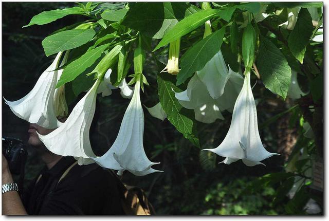 空间宠物奥斯卡鲜花:什么花不适合摆在家里养？因为影响健康？