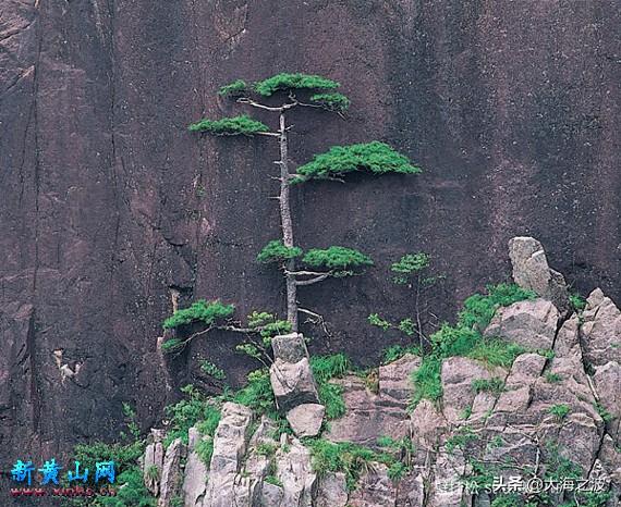 黄山奇松介绍:挂在悬崖峭壁上的黄山十大名松！指的是那十大名松？因什么得名？