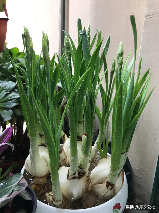 悟空问答 水仙花开花后根如何处理 逗泥丸的回答 0赞