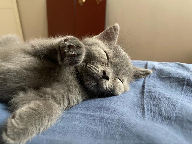 蓝猫:想养一只蓝猫，在哪里买合适？