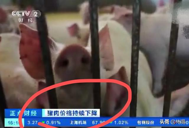 温氏死猪肉:有猪瘟，食猪肉都怕，食病猪肉对身体有害吗？