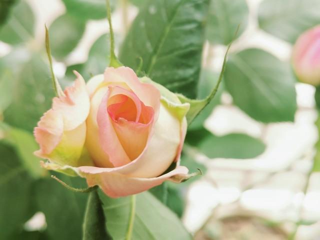 月季花品种介绍:月季花的品种都有哪些 盆栽月季花用什么品种好？