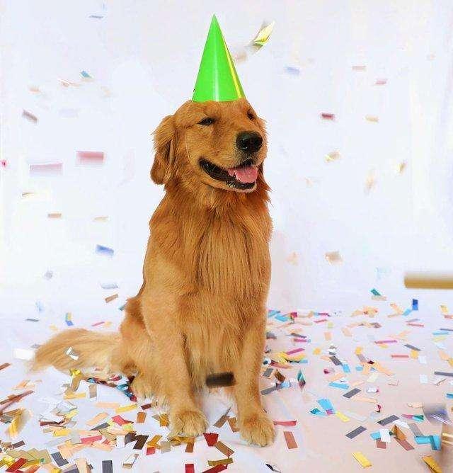 拉布拉多猎犬金毛:拉布拉多和金色猎犬 急问，想养条狗，是金毛还是拉布拉多适合呢？家有两个男孩十岁？